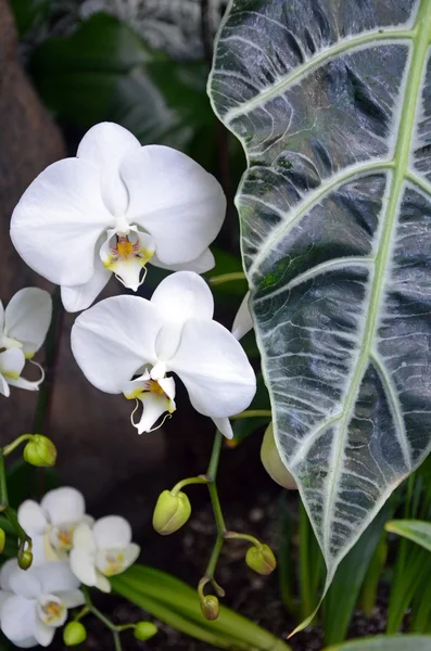 美しい白蘭と熱帯の葉 — ストック写真