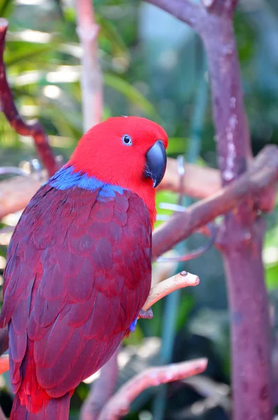Renkli eclectus papağanı — Stok fotoğraf