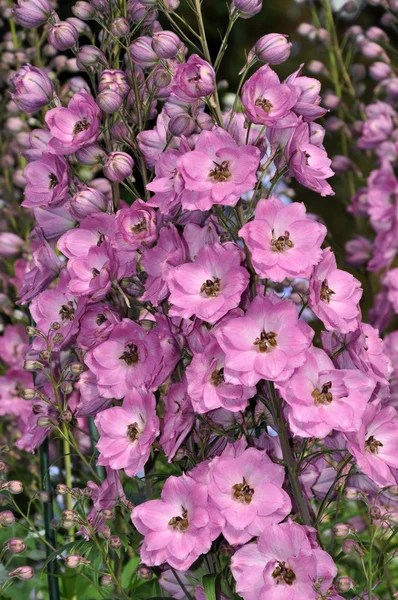 Roze delphinium bloemen — Stockfoto