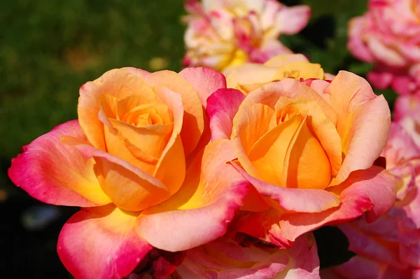 Άνοιξη πορτοκαλί τριαντάφυλλα — Φωτογραφία Αρχείου