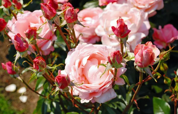 Jardín de rosas de primavera rosa — Foto de Stock