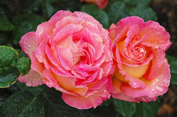 Dwa piękne różowe róże — Zdjęcie stockowe