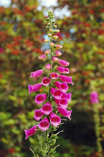 Pink foxglove flowers — Stock Photo, Image