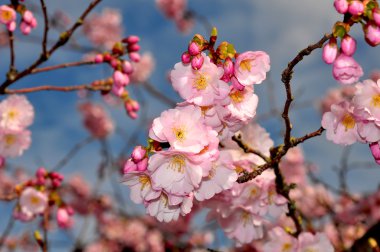pembe bahar kiraz çiçekleri