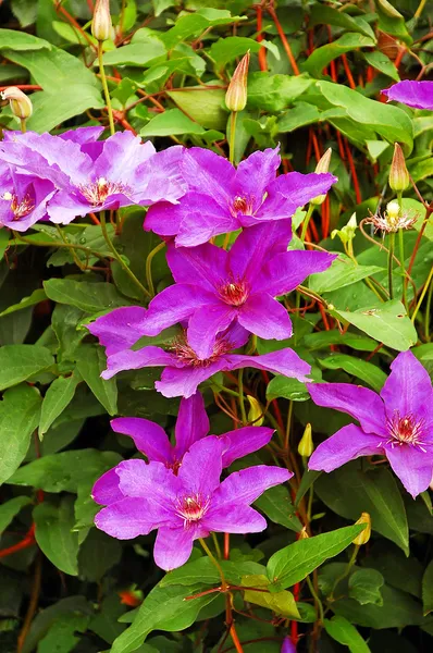 Flores de clematis roxas — Fotografia de Stock