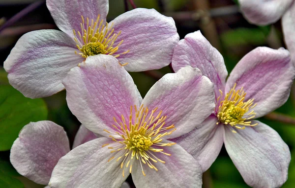Roze clematis bloemen — Stockfoto