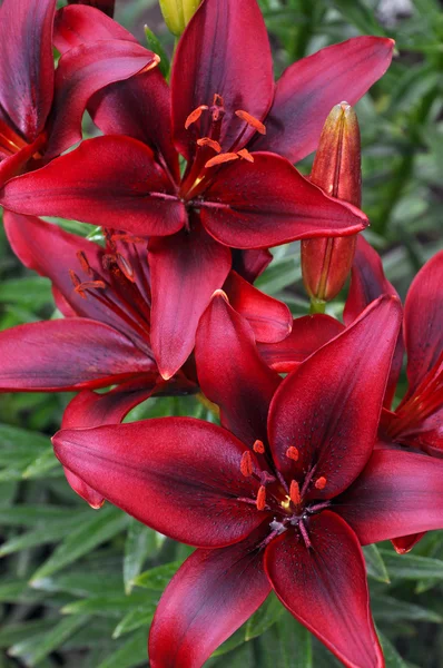 Flores de lirio rojo — Foto de Stock