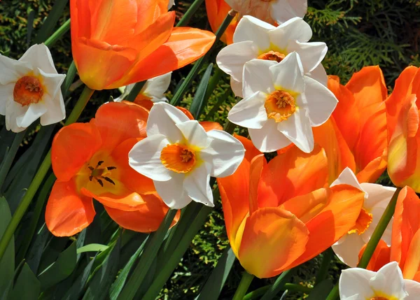 Kleurrijke tulpen en narcissen — Stockfoto