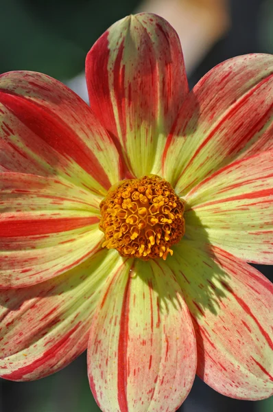 Oransje og gul dahlia blomst – stockfoto