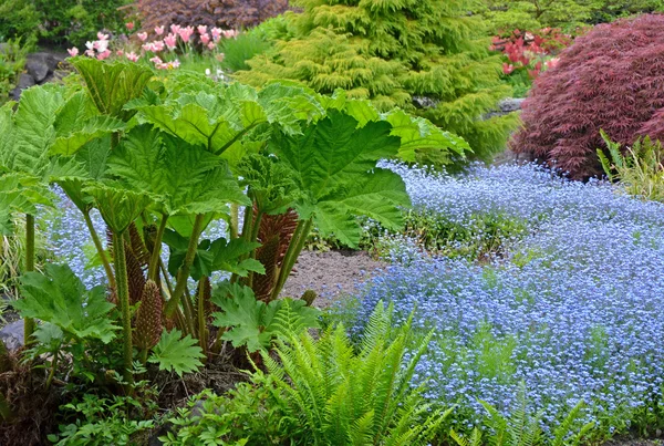 Ruibarbo de primavera e samambaias — Fotografia de Stock