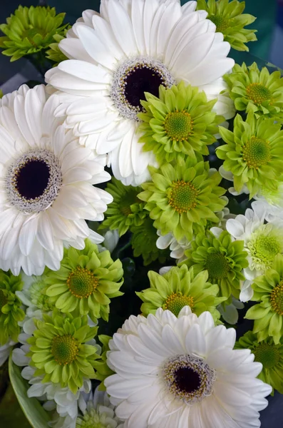 Fleurs gerber vertes et blanches — Photo