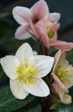 Pink and white helleborus clipart