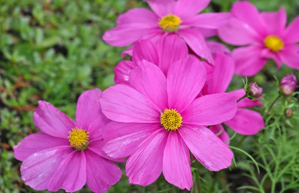 Pembe Kozmos çiçek bahçesi — Stok fotoğraf