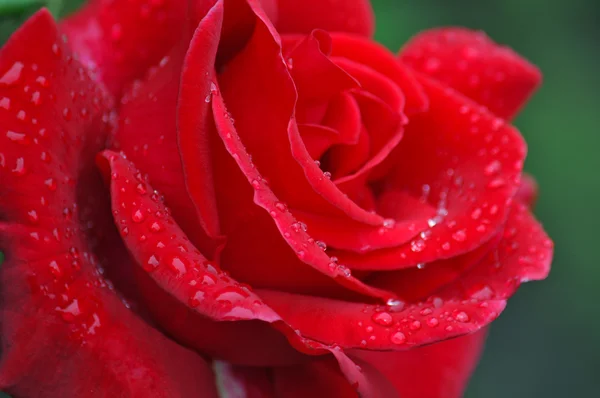 Single red rose — Stock Photo, Image