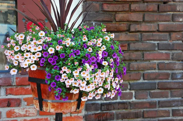 Kleurrijke petunia mand — Stockfoto