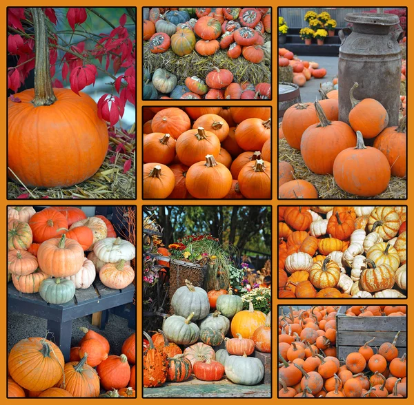 Colorful assorted pumpkin collage — Stock Photo, Image