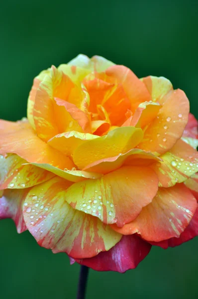 Único chá amarelo rosa — Fotografia de Stock