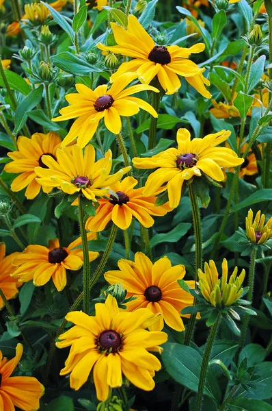 Giardino di fiori susan dagli occhi neri — Foto Stock