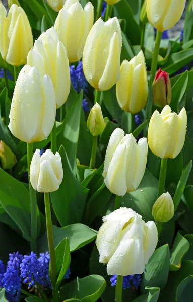 Rött och rosa tulip trädgård — Stockfoto