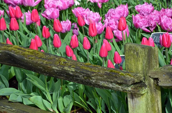 Giardino di tulipani rossi e rosa — Foto Stock