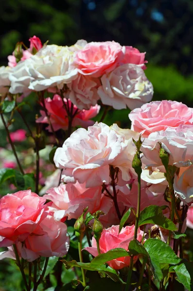 Schöner rosa Rosengarten — Stockfoto