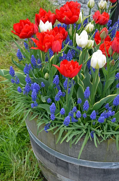 Tulipes rouges et blanches dans la jardinière — Photo