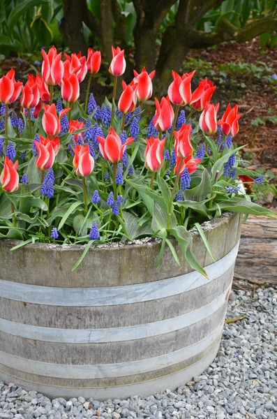Red striped tulips in planter — Stock Photo, Image