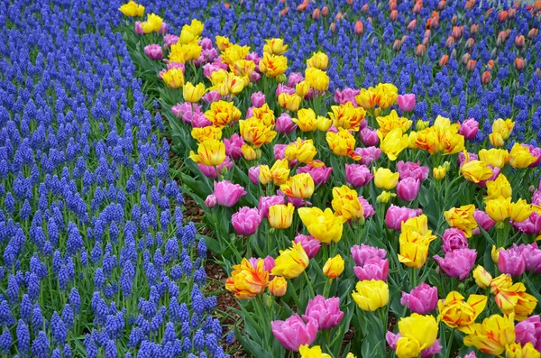 Цветные весенние тюльпаны и колокольчики — стоковое фото