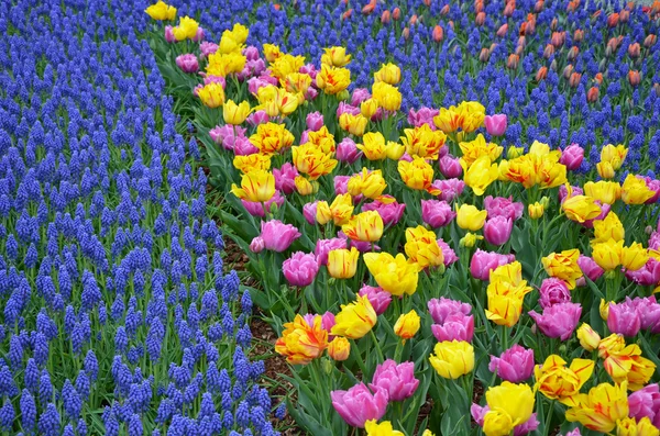 renkli bahar laleler ve bluebells