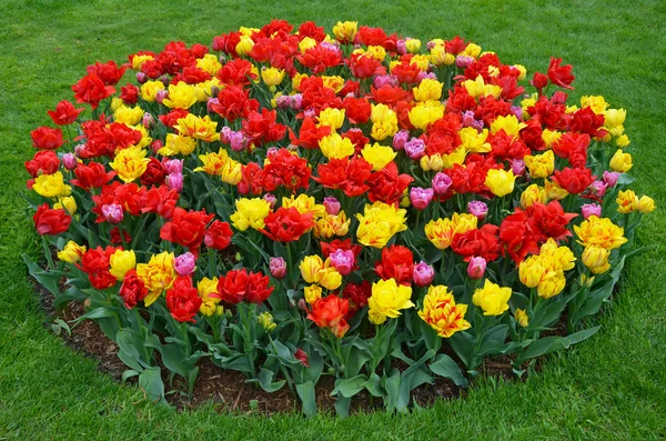 Jardin de tulipes rouges et jaunes — Photo