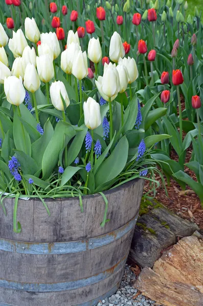 Tulipes blanches à ressort dans une jardinière en barrique — Photo