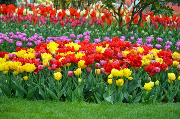 Kleurrijke mix van prachtige lente tulpen — Stockfoto