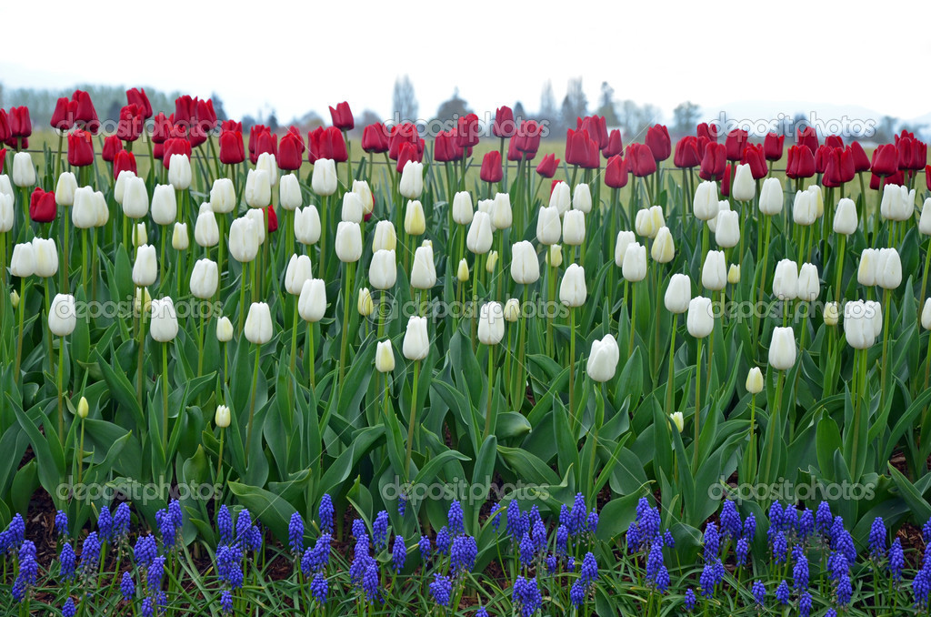 Red and white tulips garden