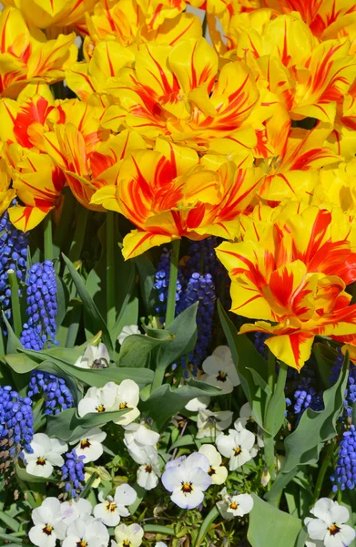 Orange and yellow striped tulips — Stock Photo, Image