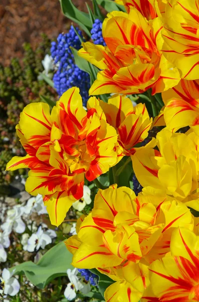 Oranje en gele gestreepte tulpen — Stockfoto