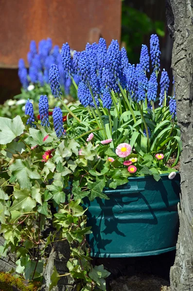 Spring bluebells in flowerpot — Stock Photo, Image