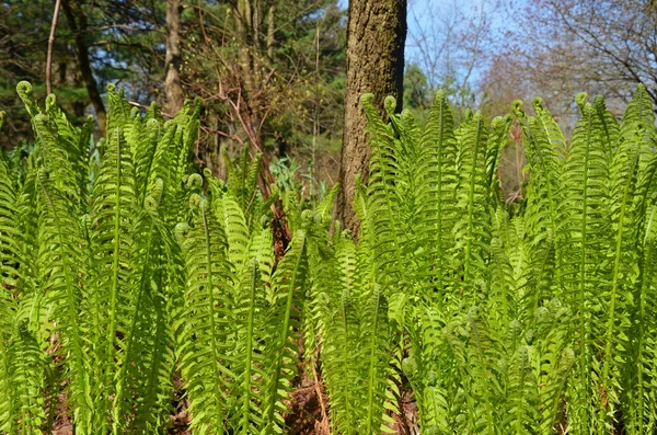 Fiddlehead ferns in spring grove — Stock Photo, Image