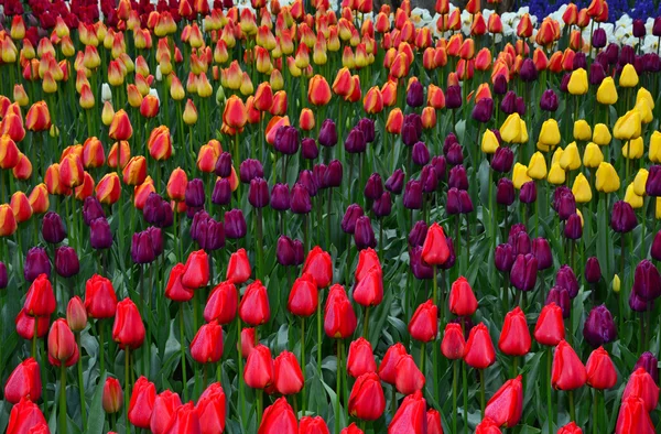 Bellissimo giardino di tulipani primaverili — Foto Stock