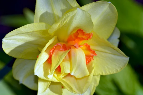 Hybrid Yellow Daffodil — Stock Photo, Image