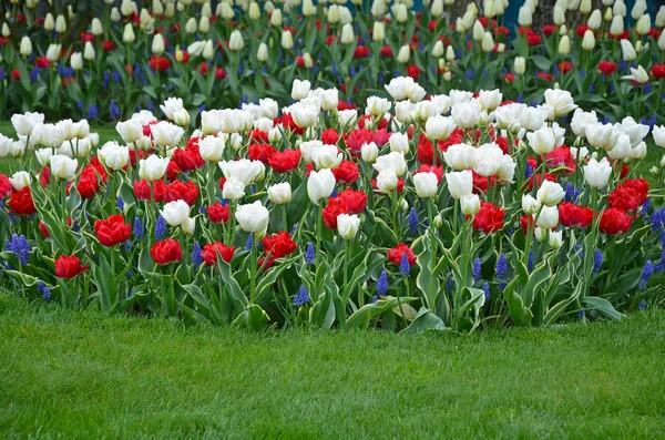 Red and white tulips garden — Stock Photo, Image