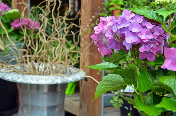 Όμορφη μωβ hydrangea ανθίζει — Φωτογραφία Αρχείου