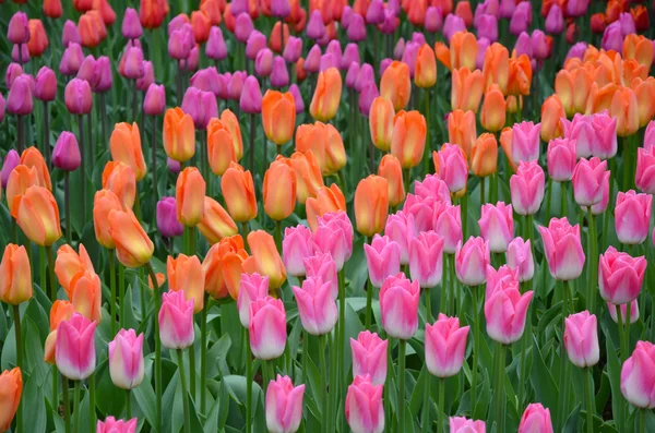 Tulipanes rosa, naranja y morado —  Fotos de Stock