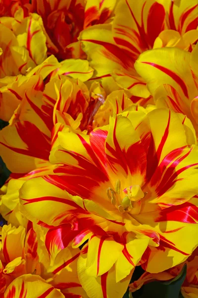 Red and yellow striped spring tulips — Stock Photo, Image