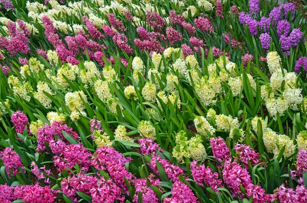Färgglada hyacint vårblommor — Stockfoto