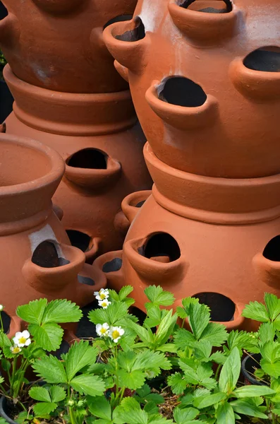 Clay pots and strawberry plants — Stock Photo, Image