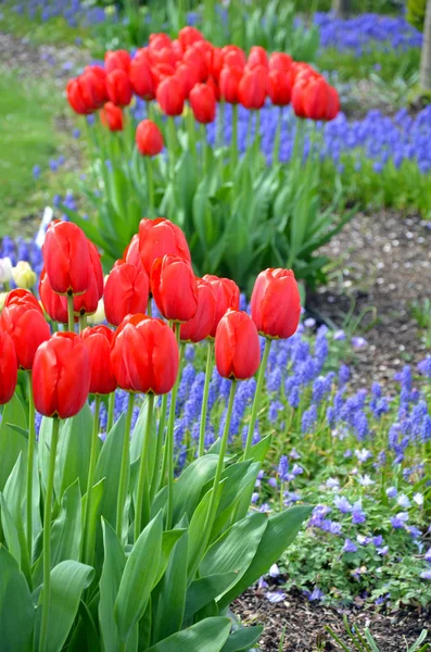 Red spring tulips and bluebells — Stock Photo, Image