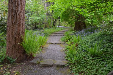yol boyunca yeşil orman