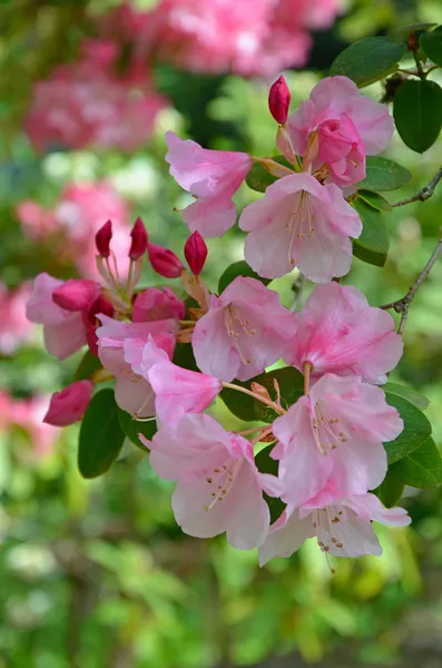 Różanecznik różowy wiosna kwiaty — Stock fotografie