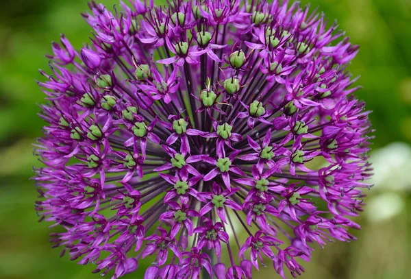 Egy lila allium virág — Stock Fotó