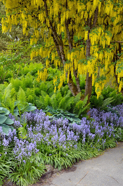 Yellow laburnum tree in spring garden